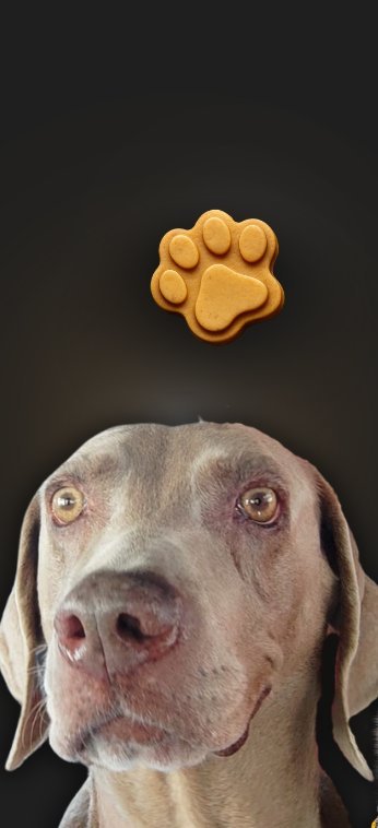 Lía, weimaraner, embajadora AMÜRA PET